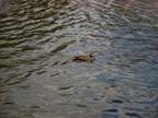 P0005729.JPG
